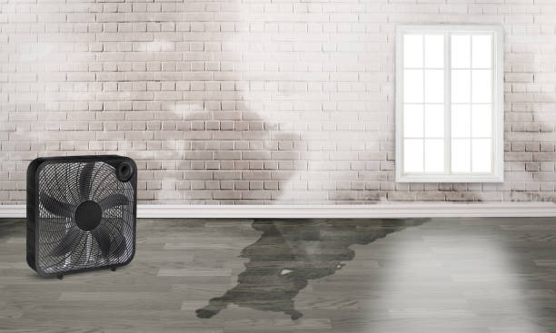 Best Carpet water damage restoration  in Louisville, GA